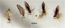  Five tepals